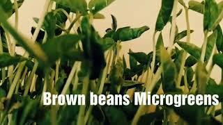 Brown beans Microgreens video..