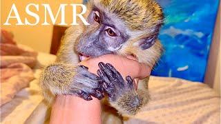 ASMR Monkey Grooming Primal Stimulation | RELAX, TINGLES, SLEEP, STRESS RELIEF | 9 HOURS