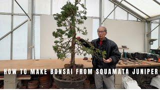 How to make a bonsai from Squamata Juniper