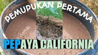 Pemupukan Pertama Pepaya California