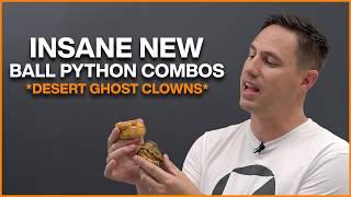 Mind Blowing New Snakes! Desert Ghost Clown Project Update