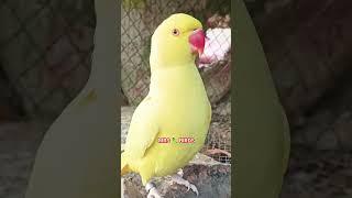 So Amazing yellow Ring neck parrot #amazingtalking #parrottalking #viralshortsyoutube