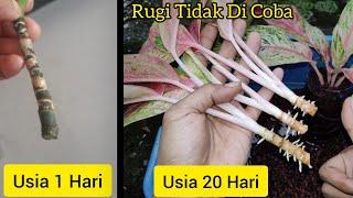 Cara Tumbuhkan Akar Aglonema | Cara Buat Aglonema Cepat Besar | Cara Perbanyak Aglonema | Spot Merah