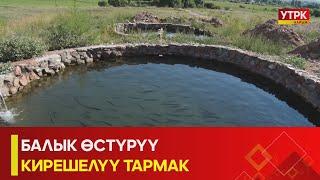 УТРК НАРЫН:БАЛЫК ӨСТҮРҮҮ КИРЕШЕЛҮҮ ТАРМАК