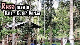 Melawat Dusun Durian 4 Ekar Kampung Cheh Hulu, Kati Kuala Kangsar | Durian Season