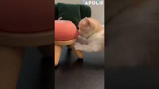 Cat Milk Feeder #apollobox #catlover #meowtime #feeder #feline #cat