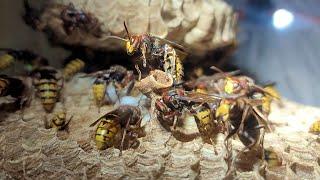 MASSIVE European Hornets Nest Removal | SWARM SLOW MO | See Hornets Building Nest From The INSIDE