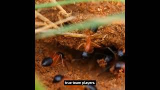 Ants in Action: A Close-Up Look at Their Lives #AntStrength