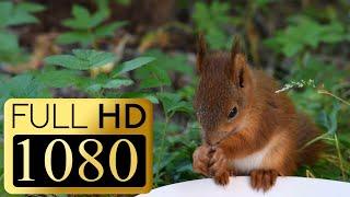 FREE STOCK VIDEO 2019 - Young squirrel eating nuts