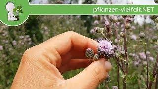 Acker-Kratzdistel - Wald-Exemplare - 12.06.18 (Cirsium arvense) - essbare Wildkräuter Bestimmung