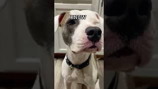 Pitbull Puppy Has A Question For You  Wholesome Animals #funnydogs #cute #dogs #shorts