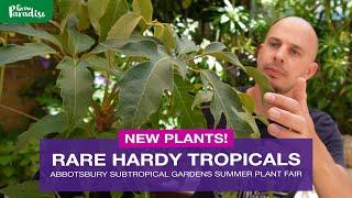 I found NEW RARE tropical plants for the tropical garden