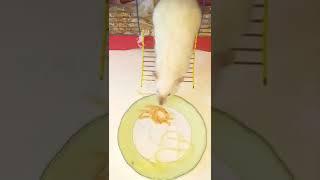 Крыса-Анфиса кушает макароны  с сыром