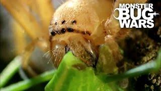 Badge Huntsman Spider Vs Spider Hunting Scorpion | MONSTER BUG WARS