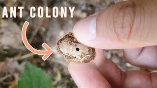 How To Catch an Acorn Ant Colony (Themnothorax) | Catching A Wild Ant Colony