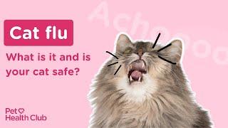 Cat Flu | Can my cat catch a cold? 