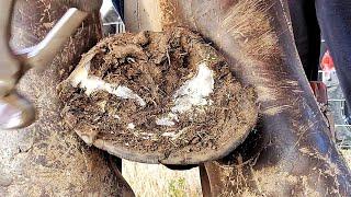 Poor horse Needs Help!  - Trimming Long Overgrown Hoof - So Satisfying - What Farriers See