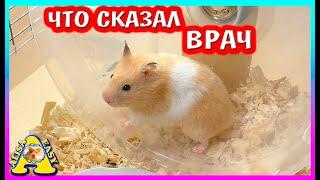 СПАСЕНИЕ ХОМЯКА /  ХОМКИ НАДО РОЖАТЬ  / ОПЯТЬ ХОМЯЧАТА / Alisa Easy Pets