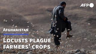 Afghan farmers despair as locusts plague precious crops | AFP