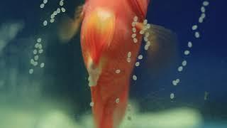 blood parrot cichlid laying eggs close up