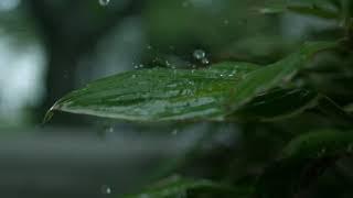 Slow Motion - Rain falling onto leaf