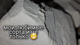 Мои любимые сорта | Мел | Глина | Новинки | Меловой