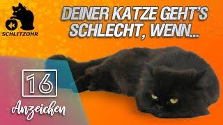  Deiner Katze geht's SCHLECHT?! | 16 Anzeichen | Dr.SAM Online Tierarzt | Erfahrungen | Katze krank