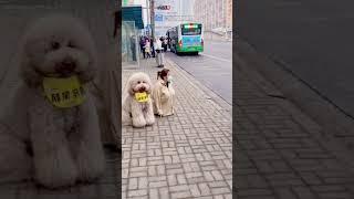 Super Cute Dogs - Cute and Funny Dog Video | Tik Tok Chó Phốc Sóc #Short #Shorts