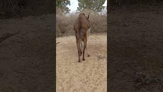 Wow small donkey#funny #shots #success #foryou