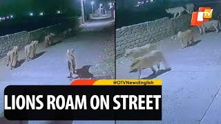 Viral CCTV Footage: Lions Roam On Streets Of Amreli, Gujarat