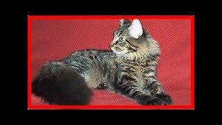 Maine coon cats: health problems owners must know about