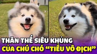 Thân thế thật sự của chú chó Tiểu Vô Địch nổi tiếng mấy ngày qua 