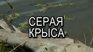 Серая крыса