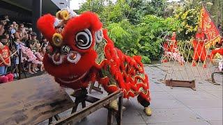 Unbelievable Lion Dance at the Singapore Zoo - You'll Never Believe What Happens Next!