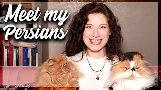 Persian Cats 101| ALL you need to know !