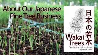 About Our Japanese Pine Tree Business, Wakai Trees Ltd
