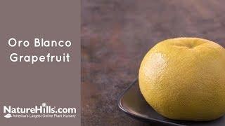 Oro Blanco Grapefruit | Naturehills.com