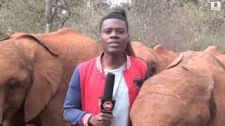 Слоненок прервал репортаж журналиста в Кении