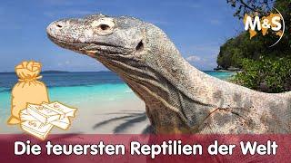  Die teuersten Reptilien der Welt 