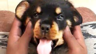 THE BEST CUTE AND FUNNY DOG VIDEOS OF 2023! 