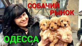 Собачий рынок Одесса. Разные породы собак. Продажа собак и кошек. Топ 5. Птичий рынок. #зоотроп