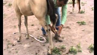 SHELBY pouliche paint horse 2011 du 2M ranch