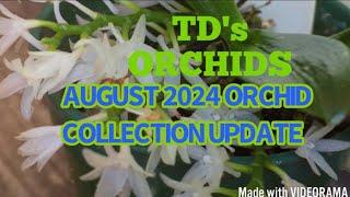 August 2024 ORCHID COLLECTION UPDATE