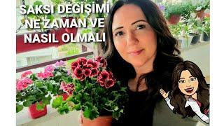 SAKSI DEĞİŞİMİ NASIL VE NE ZAMAN YAPILMALI.🪴#saksıdeğişimi#saksıdeğiştirme#ceylangözüsardunya