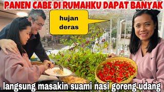 PANEN CABE DI RUMAHKU DAPAT BANYAK ,LANGSUNG MASAKIN SUAMI NASI UDANG SELALU DI PUJI ENAK