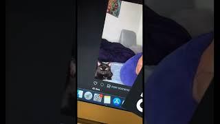 When your cat is in your OnlyFans video-