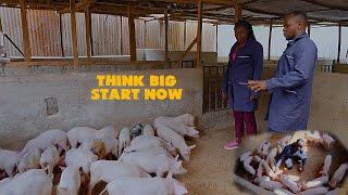 HOW TO BUILD A SIMPLE PIG FARM  WITH GREAT PROFITS | SET UP | TOUR