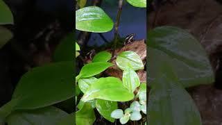 Anthony's poison arrow Frogs Calling. Epipedobates anthonyi calling.