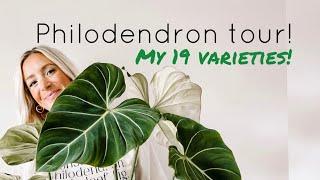 How many are you adding to your list?! All of my philodendrons in one video!