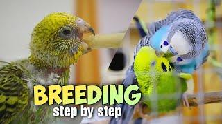 Budgie Breeding: 30 Essential Tips for Success